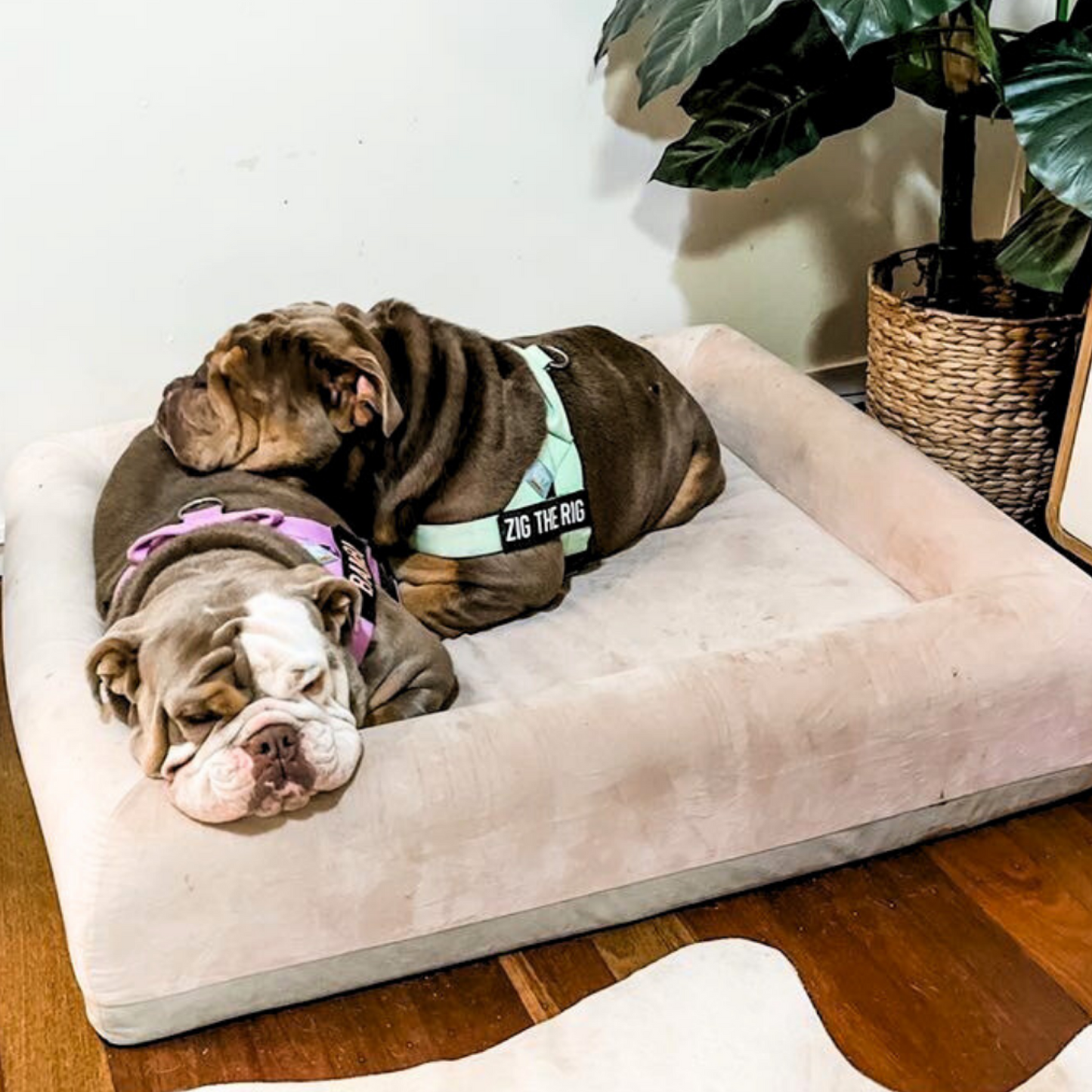 Orthopedic Memory Foam Dog Bed