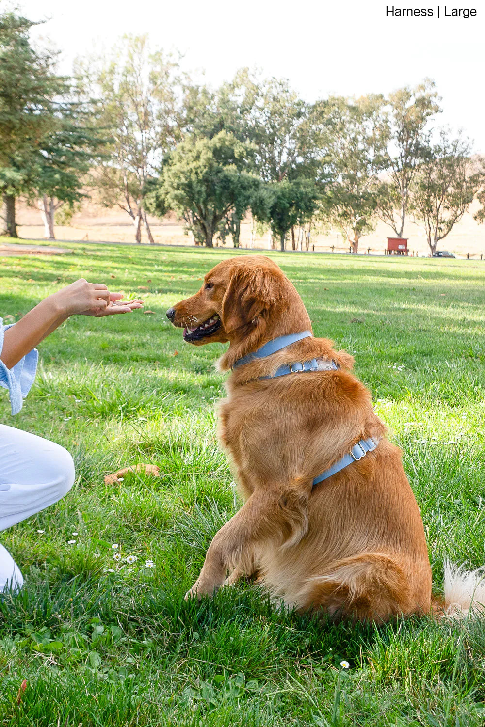 Sunny Tails Waterproof Harness - Malibu Blue