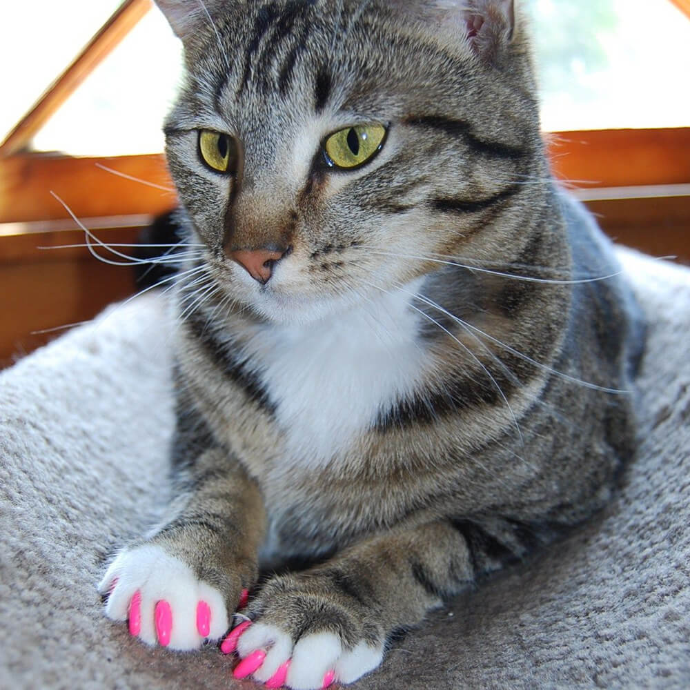 Kitten Claw Nail Cover Caps. Shop Cat Supplies on Mounteen. Worldwide shipping available.